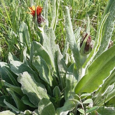 Hieracium tomentosum — flower