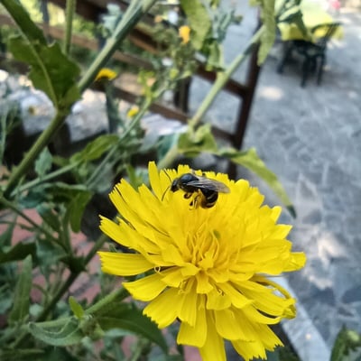 Hieracium amplexicaule — flower