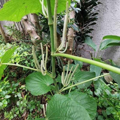 Piper umbellatum — flower