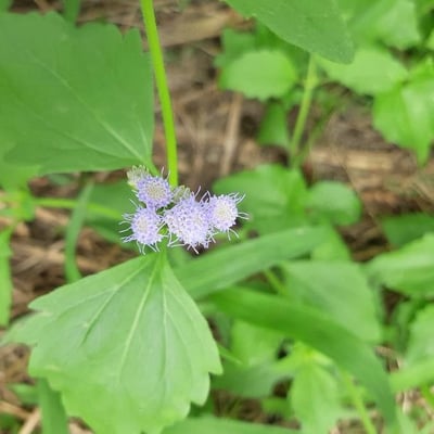 Ageratum conyzoides — flower