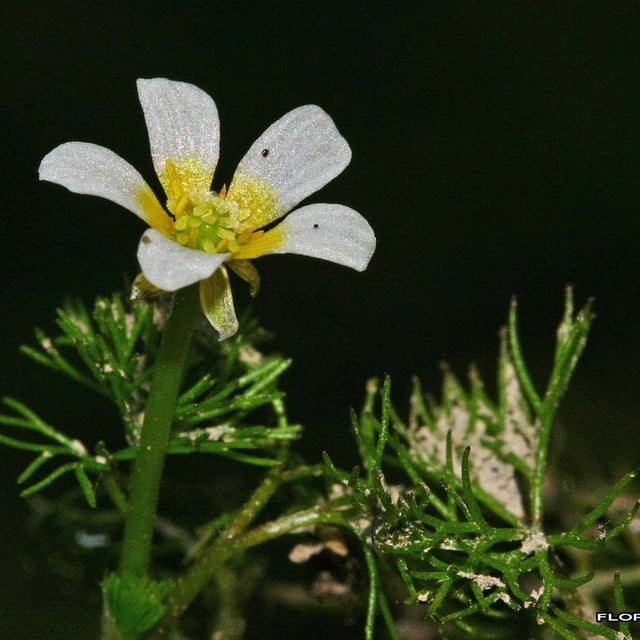 Ranunculus circinatus — flower