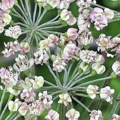 Laserpitium latifolium — flower
