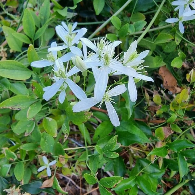 Clematis aristata — flower