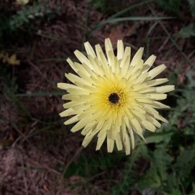 Urospermum dalechampii — flower