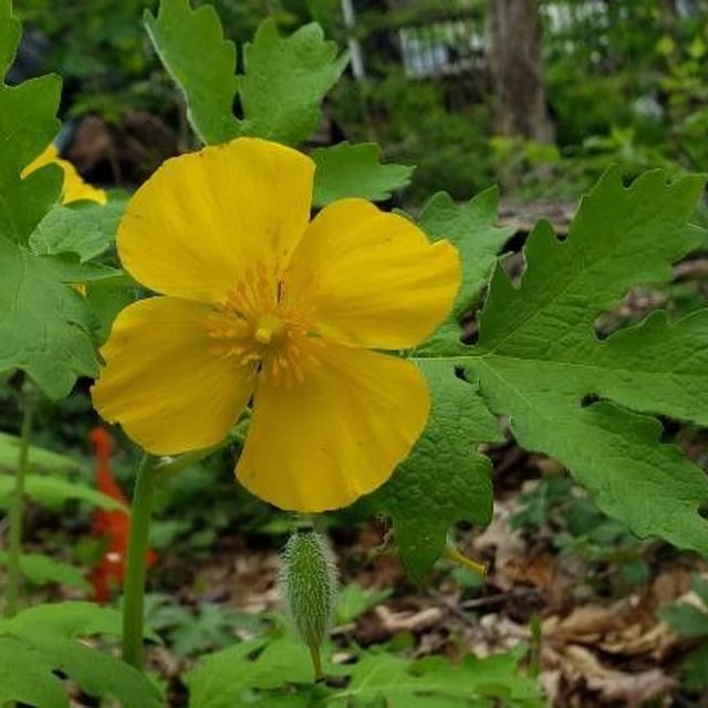 Stylophorum diphyllum — flower