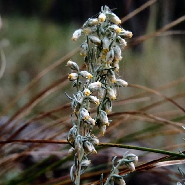Artemisia austriaca — flower