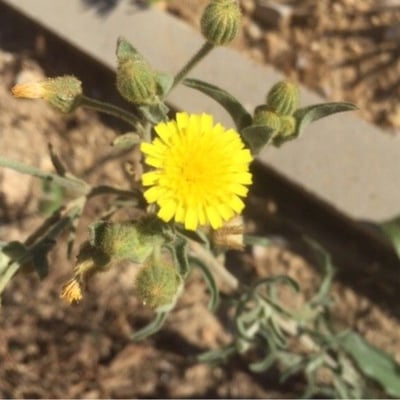 Andryala ragusina — flower