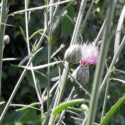 Mantisalca salmantica — flower