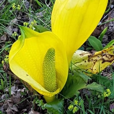 Lysichiton americanus — flower