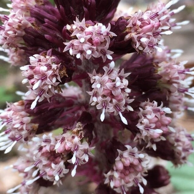 Petasites hybridus — flower