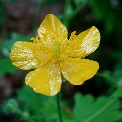 Ranunculus lanuginosus — flower