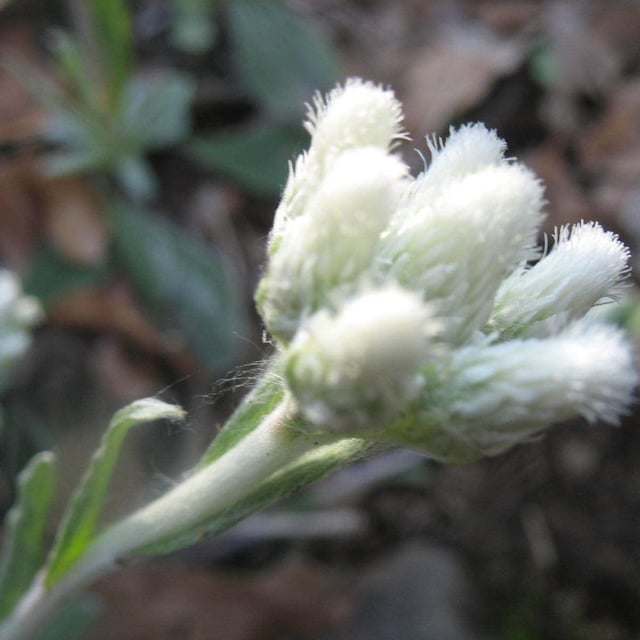 Antennaria parlinii — flower