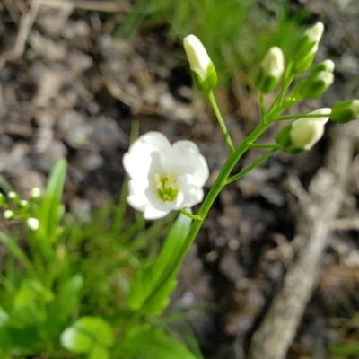 Cardamine bulbosa — flower