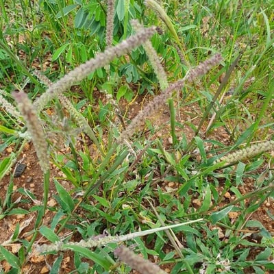Tragus berteronianus — flower