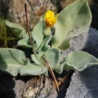 Hieracium tomentosum — flower