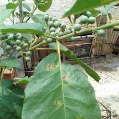 Solanum paniculatum — leaf
