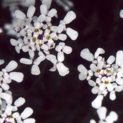 Iberis pinnata — flower