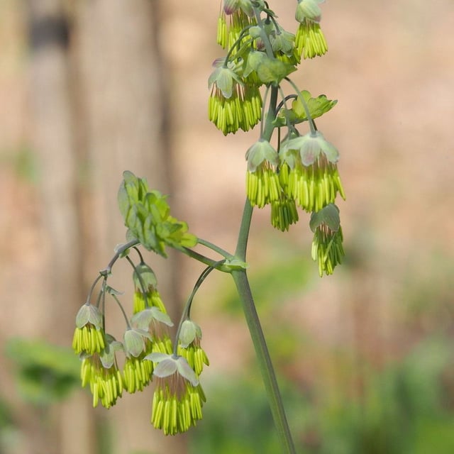 Thalictrum dioicum — flower
