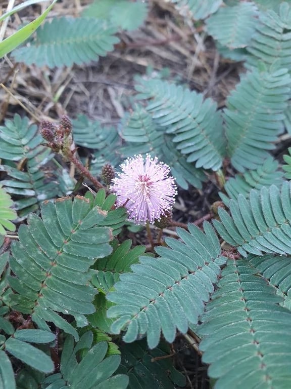 Sensitive-plant