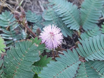 Sensitive-plant
