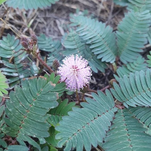 Mimosa pudica — flower