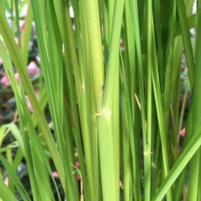 Oryza glaberrima — leaf