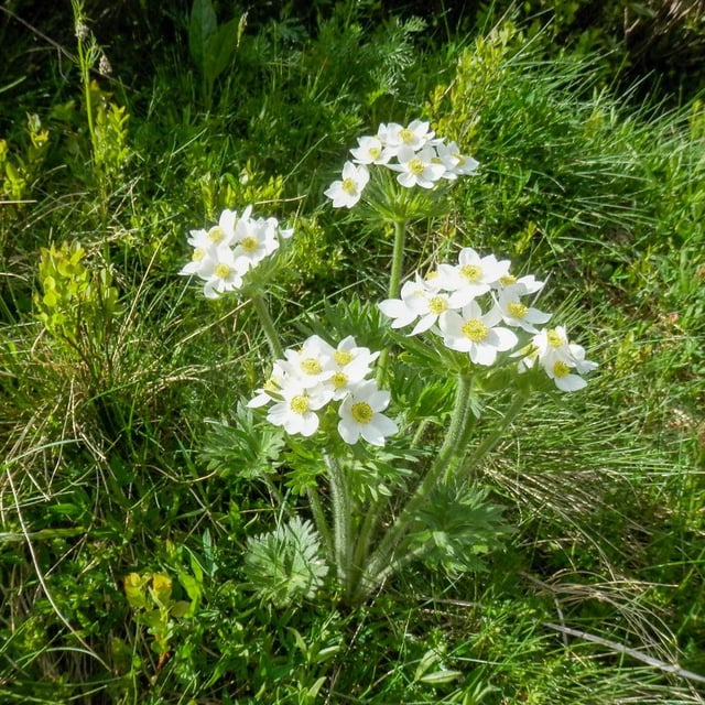 Anemone narcissiflora — flower