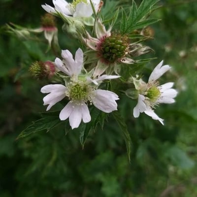 Rubus laciniatus — flower