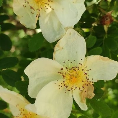 Rosa spinosissima — flower