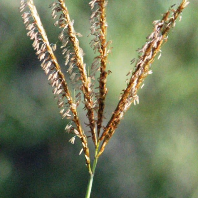 Eulalia aurea
