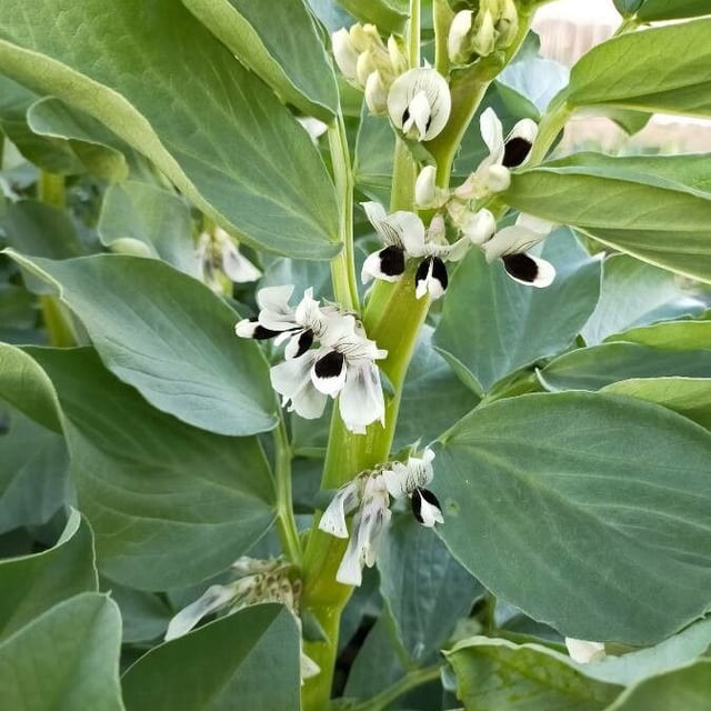 Vicia faba — flower