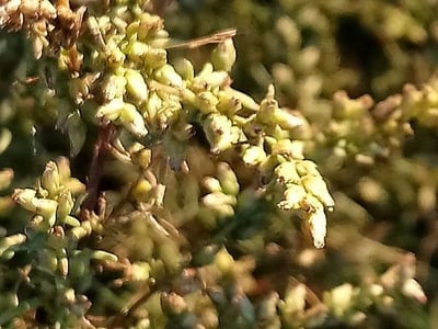 Field sagewort