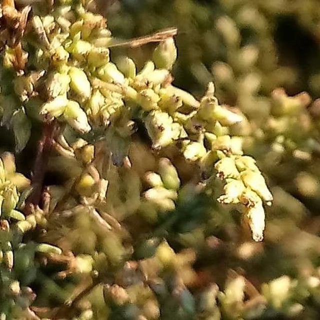 Field sagewort
