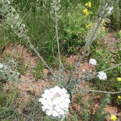Lepidium hirtum — flower
