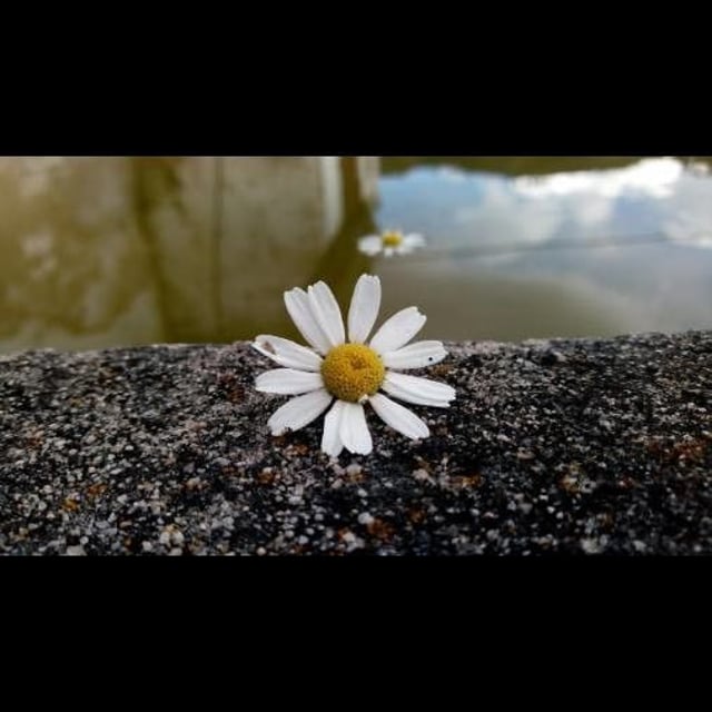 Tripleurospermum inodorum — flower