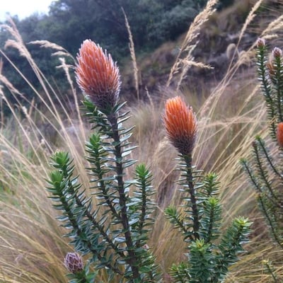 Chuquiraga jussieui — flower