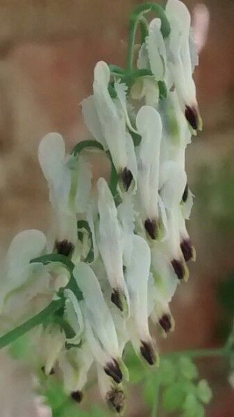 Climbing fumitory