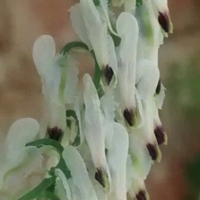Fumaria capreolata — flower