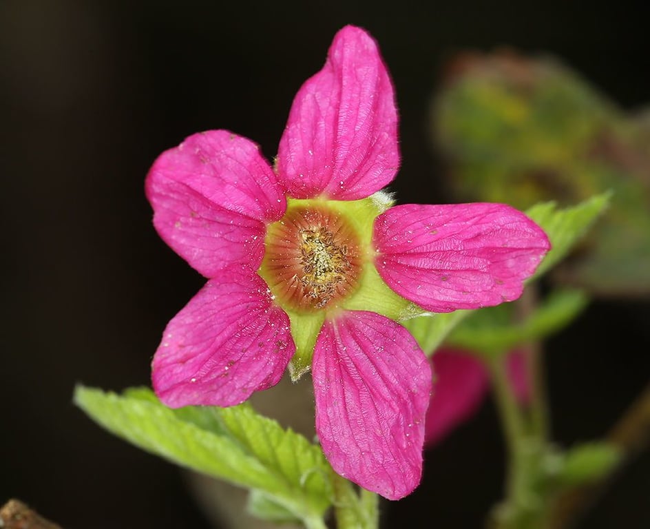 Salmonberry