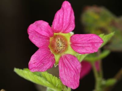 Salmonberry