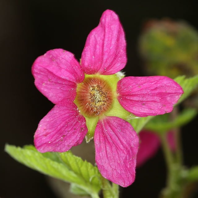Rubus spectabilis — flower