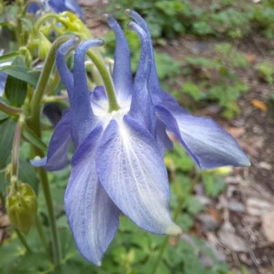 Aquilegia alpina — flower