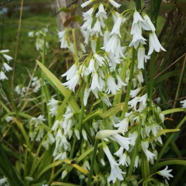 Allium triquetrum — flower