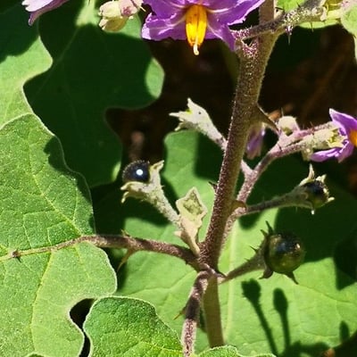 Solanum violaceum — flower