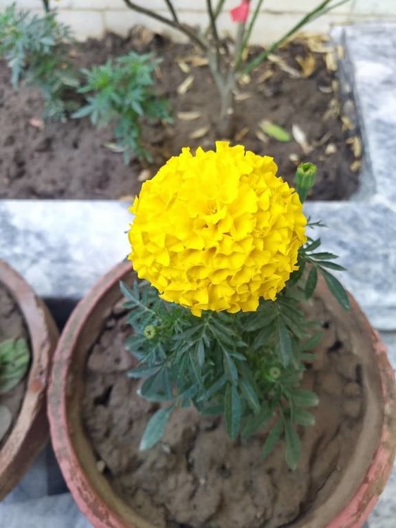 African marigold