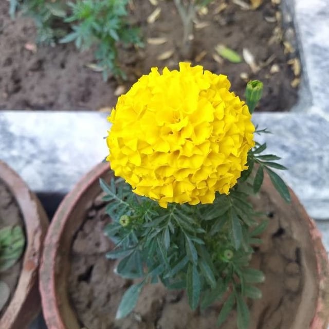 Tagetes erecta — flower