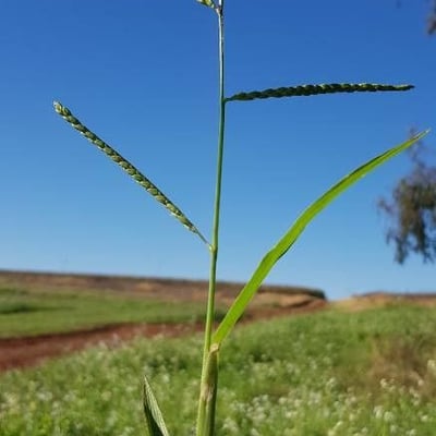 Paspalum dilatatum — flower