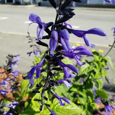 Salvia tiliifolia — flower