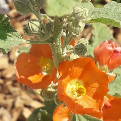 Sphaeralcea ambigua — flower