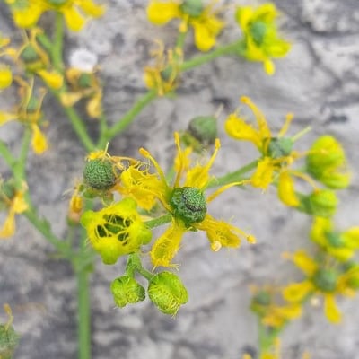 Ruta angustifolia — flower